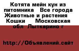 Котята мейн-кун из питомника - Все города Животные и растения » Кошки   . Московская обл.,Лыткарино г.
